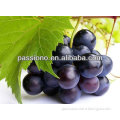 Best natural Grape Seed Extract 95% OPC/ Vitis vinifera L